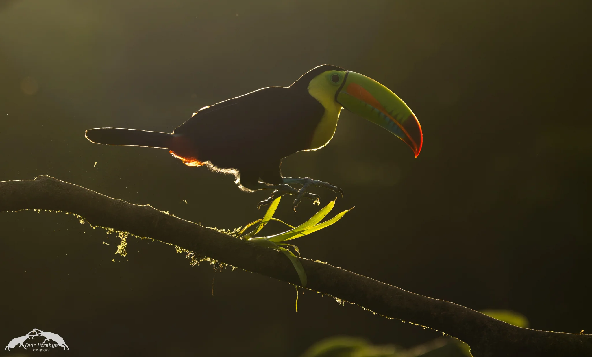 Keel-billed toucan, Boca Tapada